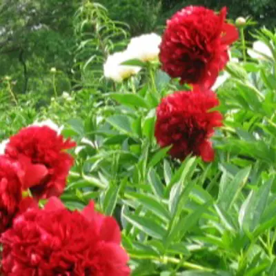 Red annual flowers