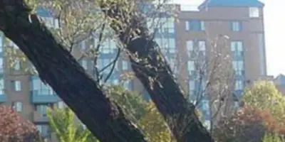 apartment building viewed through tree branches