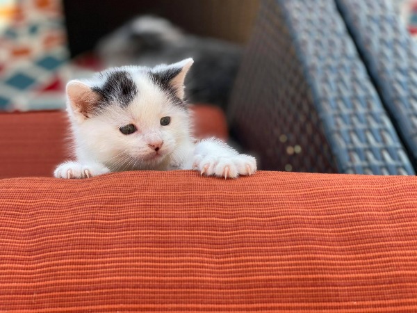 Kitten on a blanket