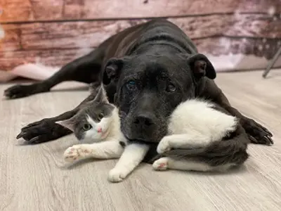dog and a cat cuddling
