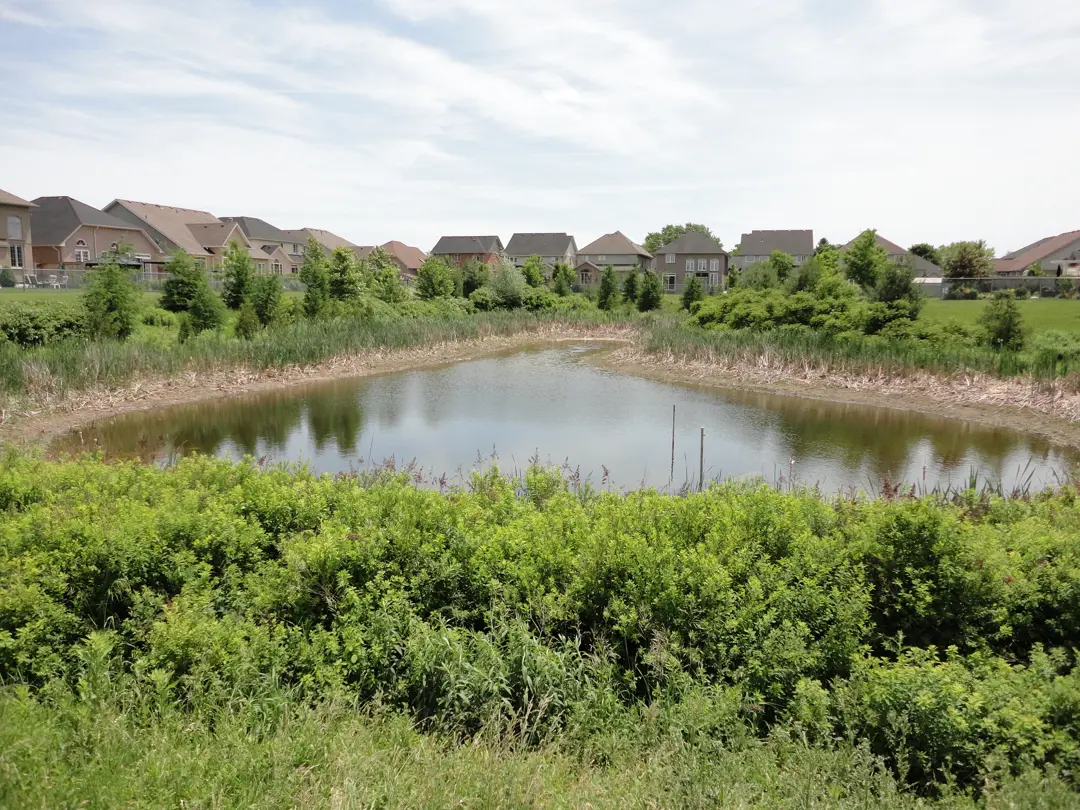A pond 