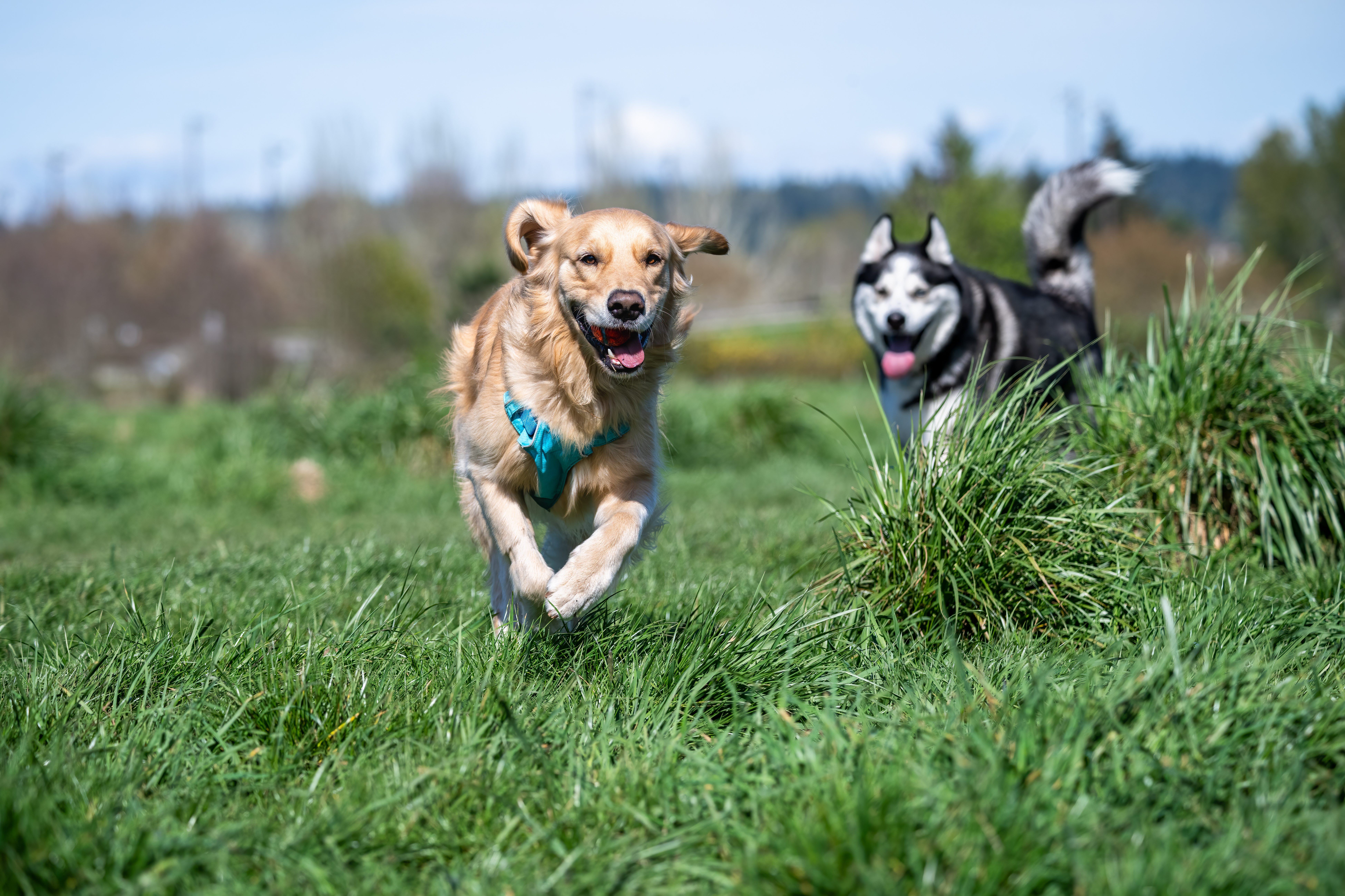 two dogs running in an off leash dog park