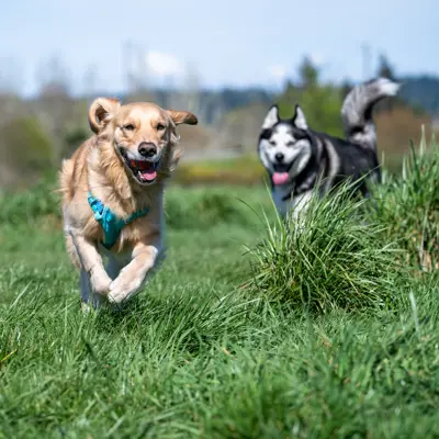 two dogs running in an off leash dog park