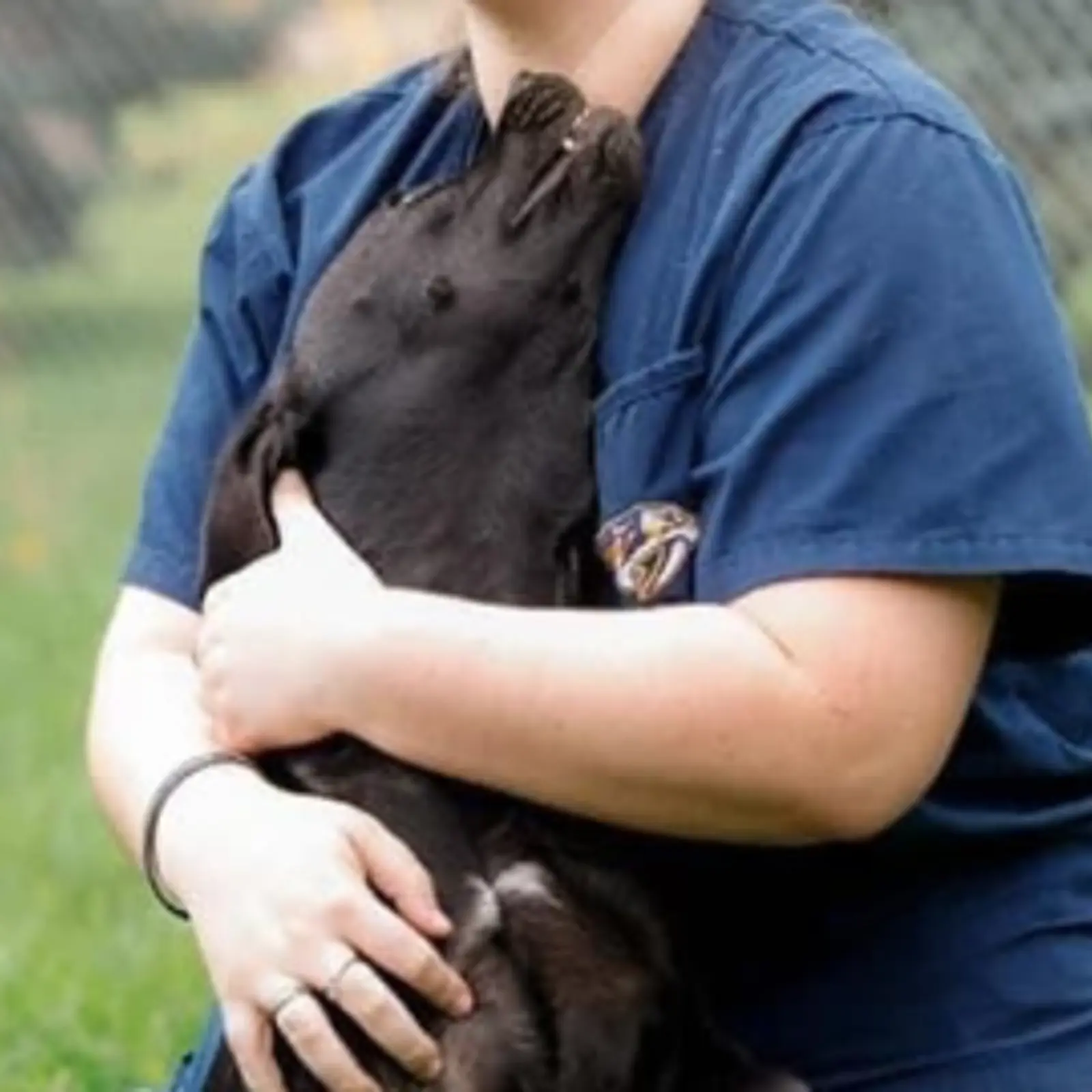 Animal Services