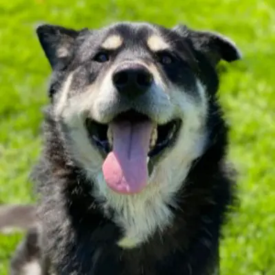 Dog with tongue out