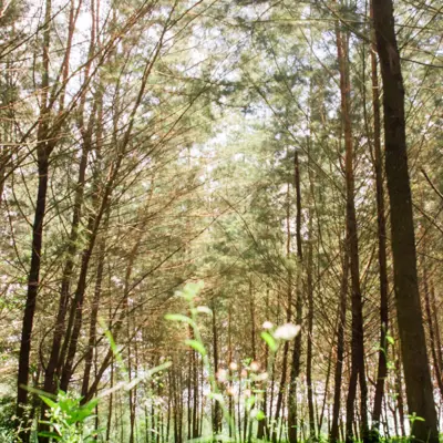forest