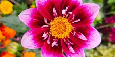 Oshawa is Blooming