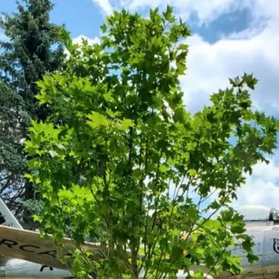 Commemorative tree