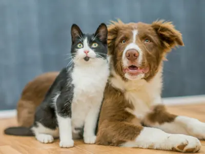 Dog and cat sitting beside each other
