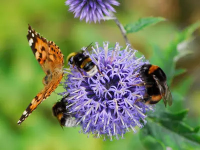 butterfly and bees on a flower